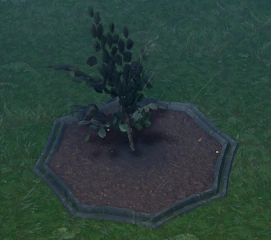 File:Cursed Tree Sapling Planted.png