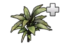 File:Structure DracaenaKedarnathPlant2.png