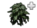 File:Structure CoffeePlant.png
