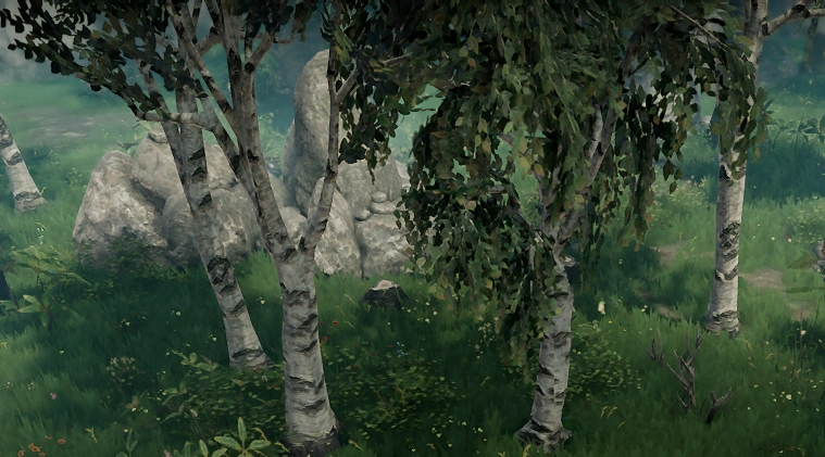 File:Birch Trees Naturally Growing.png