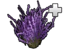 File:Structure LavenderPlant.png