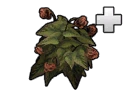 File:Structure BegoniaPlant.png