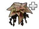 File:Structure ColeusPlant.png