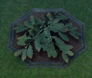 File:Oak Sapling Planted.png