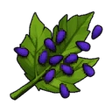 Sacred Grape Seed