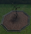 A Gloomy Sapling planted in a player owned castle.