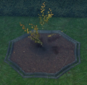 An Autumn Birch Sapling planted in a player owned castle.