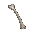 Bone