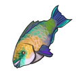 Rainbow Trout