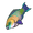 Rainbow Trout