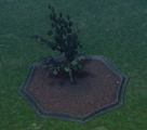 A Cursed Sapling when first planted in a player owned castle.