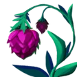 Bleeding Heart