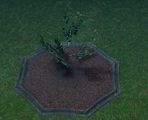 A Birch Sapling planted in a player owned castle.