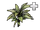 Dracaena Kedarnath Plant 2