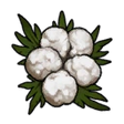Cotton