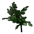 Apple Tree Sapling
