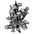 White Cherry Blossom Sapling