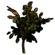 Cursed Sapling