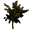 Cursed Sapling
