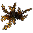 Autumn Birch Sapling