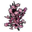 Cherry Blossom Sapling