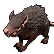 Rat
