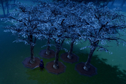 White Cherry Blossom