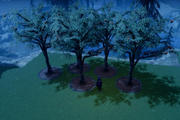 Apple Tree
