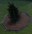 A Pine Sapling planted in a player owned castle.