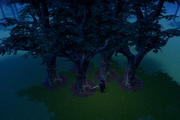 Oak