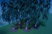 Birch