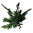 Birch Sapling