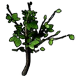 Aspen Sapling