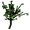 Aspen Sapling