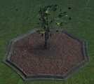 An Aspen Sapling planted in a player owned castle.