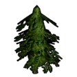 Cypress Sapling