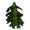 Cypress Sapling