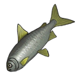 The Fish