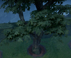 An Oak Tree when fully grown in a player owned castle.