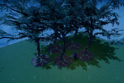 Cursed Tree
