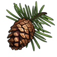 Pine Sapling