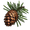 Pine Sapling