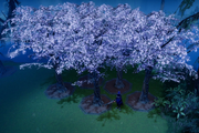 Cherry Blossom