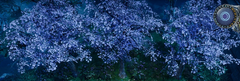 A group of Cherry Blossom Trees at the Dunley Monastery.
