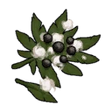 Cotton Seed