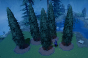 Cypress Tree