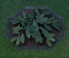 An Oak Sapling planted in a player owned castle.