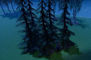 Pine