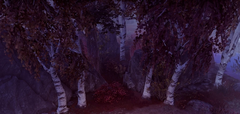 A group of Autumn Birch Trees naturally growing, which can drop saplings.