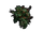 Rose Bush